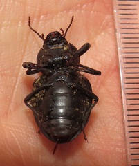Ocnodes