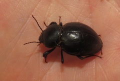 Ocnodes