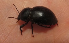 Ocnodes