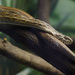 Coastal House Snake - Photo (c) Ivan Khh, some rights reserved (CC BY-NC), uploaded by Ivan Khh