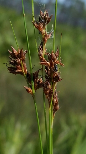 Image of Rhynchospora plumosa by (c) Jay Horn, some rights reserved (CC BY)