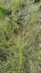 Rhynchospora plumosa image