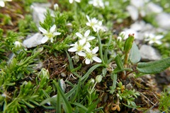 Moehringia ciliata