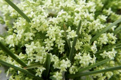 Galium megalospermum