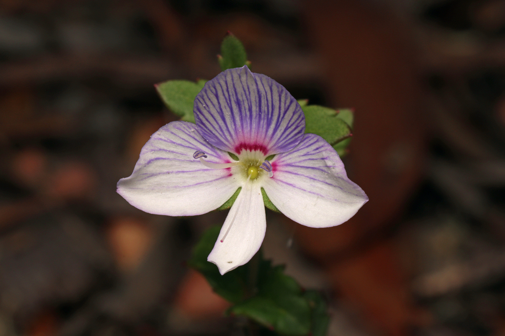 coast speedwell