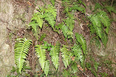 Cranfillia vulcanica