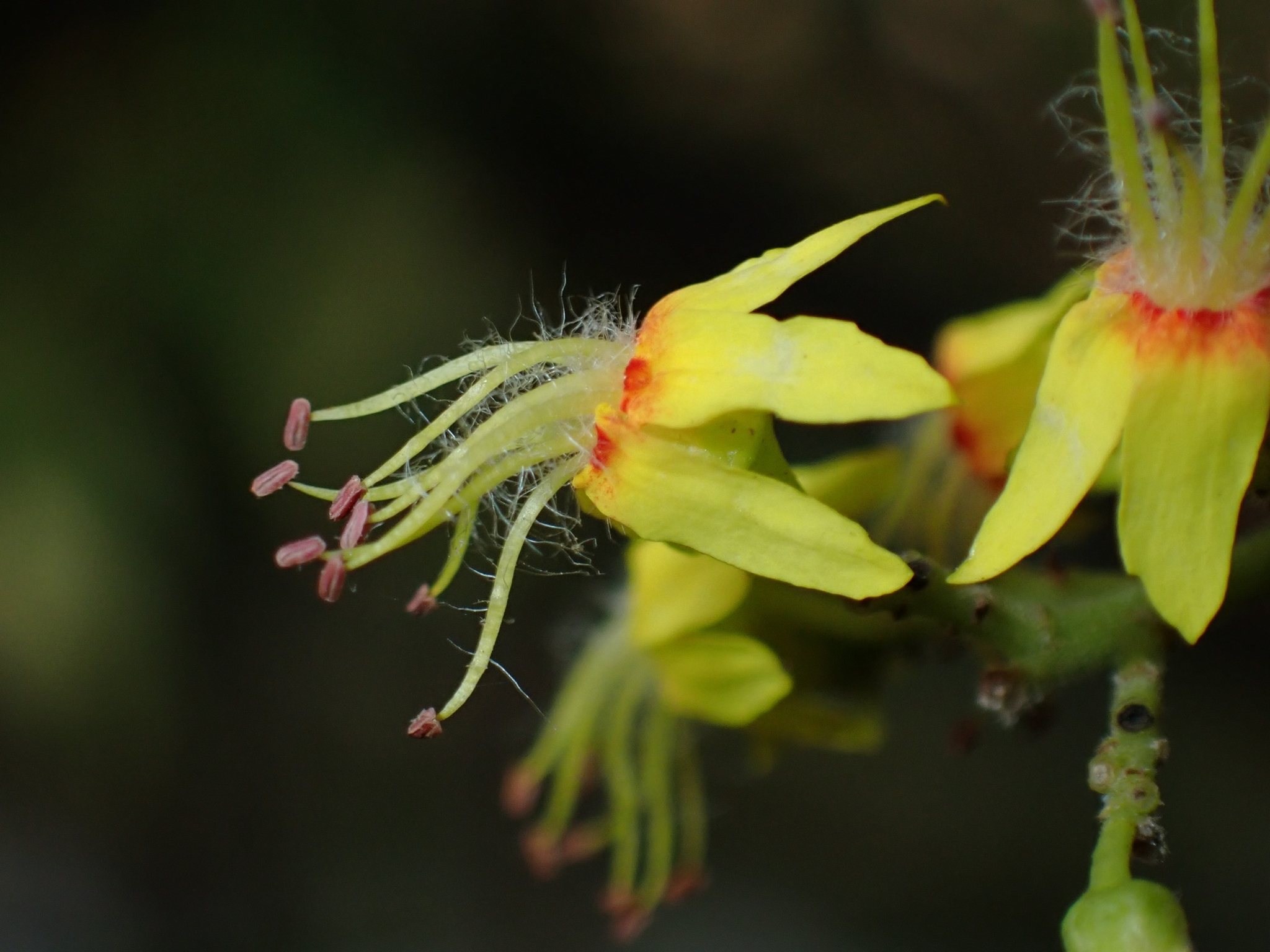 Koelreuteria elegans ssp. formosana