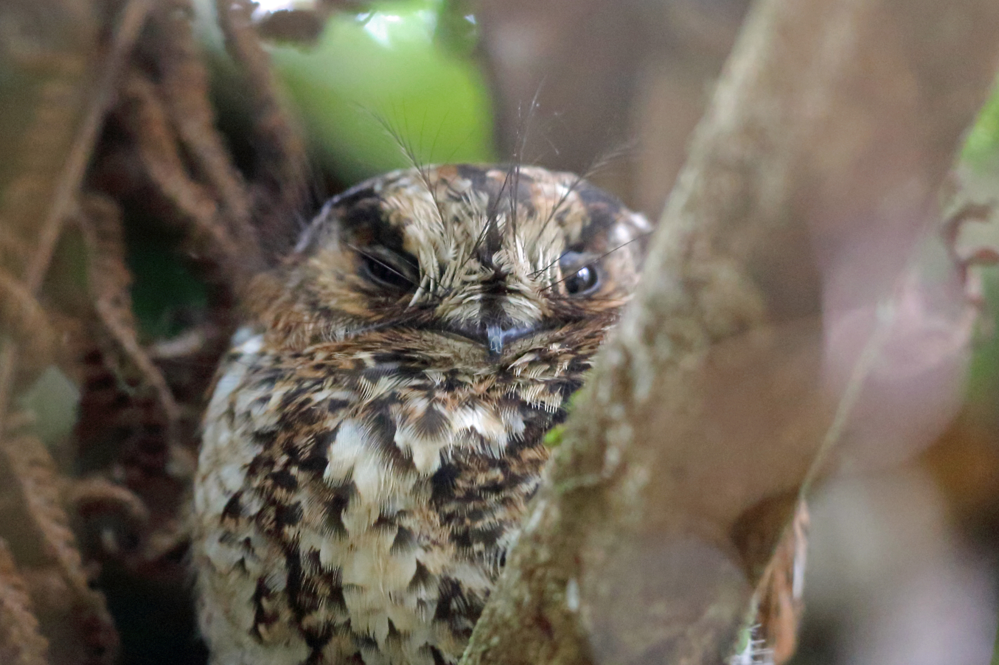 Mountain Owlet-nightjar illustration