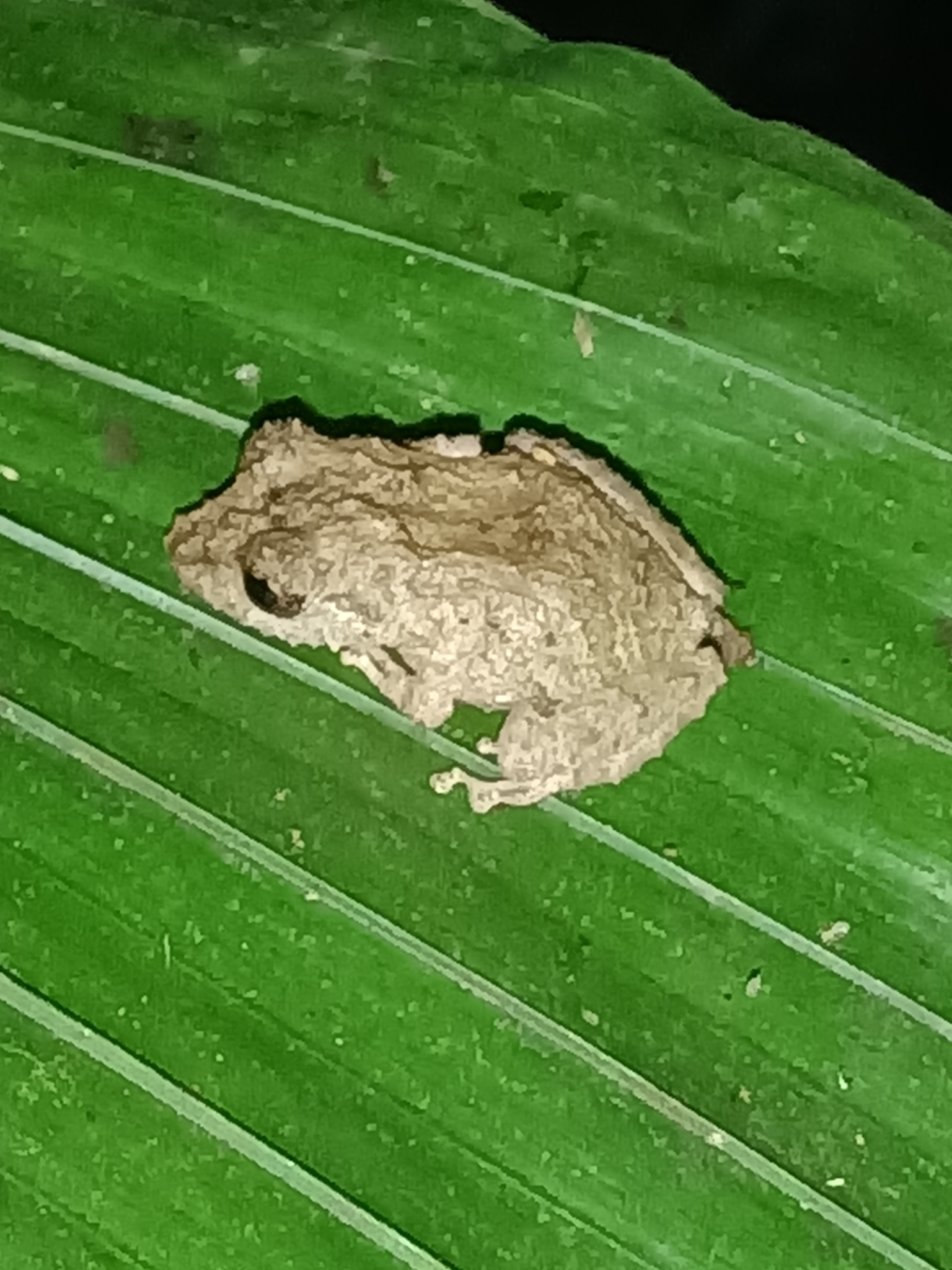 New River Robber Frog, Pristimantis inguinalis