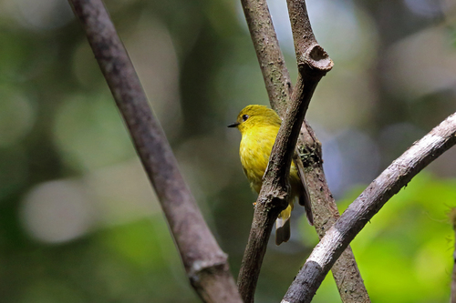 Devioeca papuana