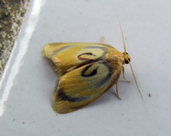 Trischalis subaurana