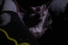 Idionycteris phyllotis