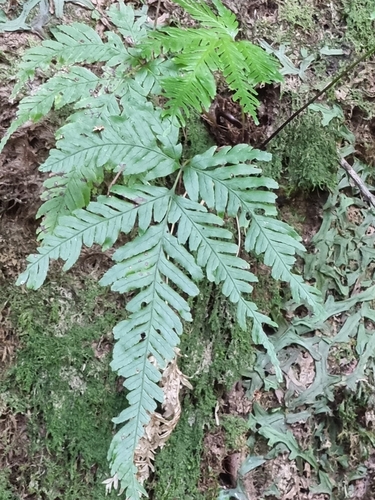Image of Pteris incompleta by (c) Vítor Jorge, some rights reserved (CC BY)