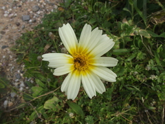 Glebionis coronaria discolor
