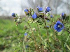 Veronica triphyllos