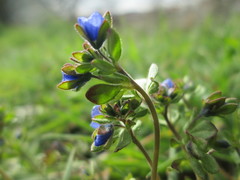 Veronica triphyllos