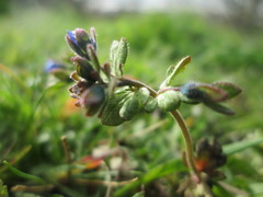 Veronica triphyllos