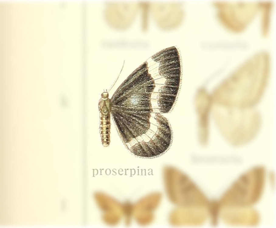 Rheumaptera proserpina