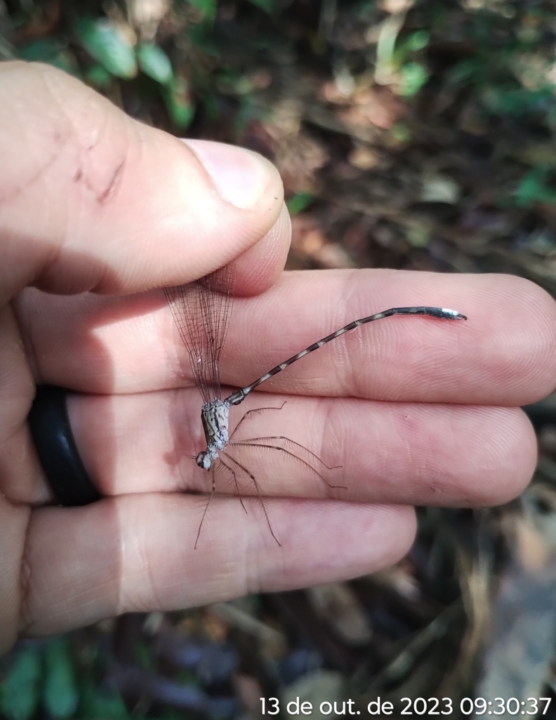 Megapodagrion megalopus
