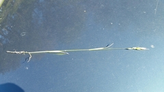 Bromus hordeaceus