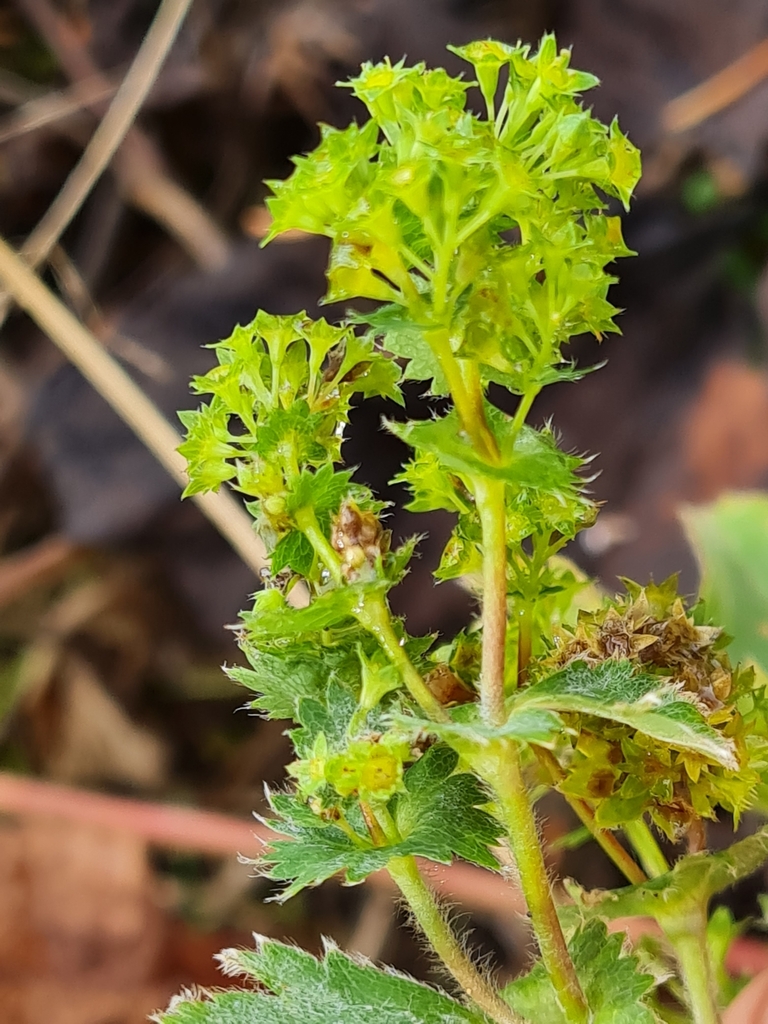 Shining Lady's-mantle from Rybno-Slobodskiy rayon, RU-TT, RU on October ...