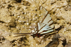 Protographium epidaus fenochionis