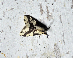 Lemyra