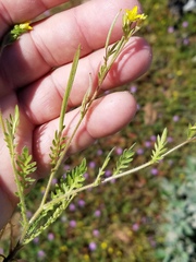 Tropidocarpum gracile