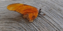 Dryas iulia