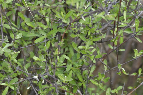 Image of Olearia odorata by (c) Christopher Stephens, some rights reserved (CC BY-SA)