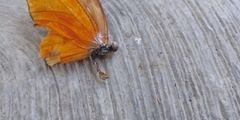 Dryas iulia