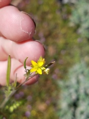Tropidocarpum gracile