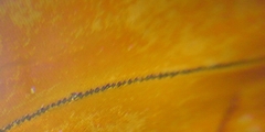 Dryas iulia