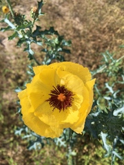 Argemone aenea