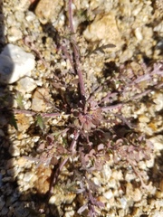Lepidium lasiocarpum