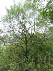 Quercus rysophylla