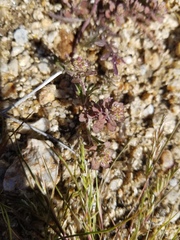 Lepidium lasiocarpum