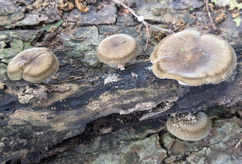 Lentinus brumalis