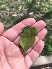 Phoradendron leucarpum