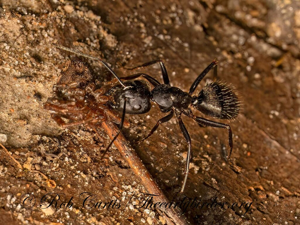 Eastern Black Carpenter Ant from Busse Woods, Elk Grove Township, IL ...