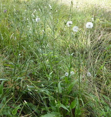 Hypochaeris chillensis