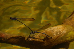 Argia tezpi