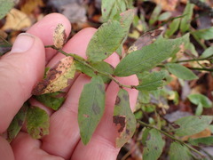 Vaccinium myrtilloides image