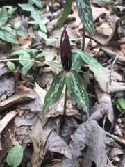 Trillium lancifolium