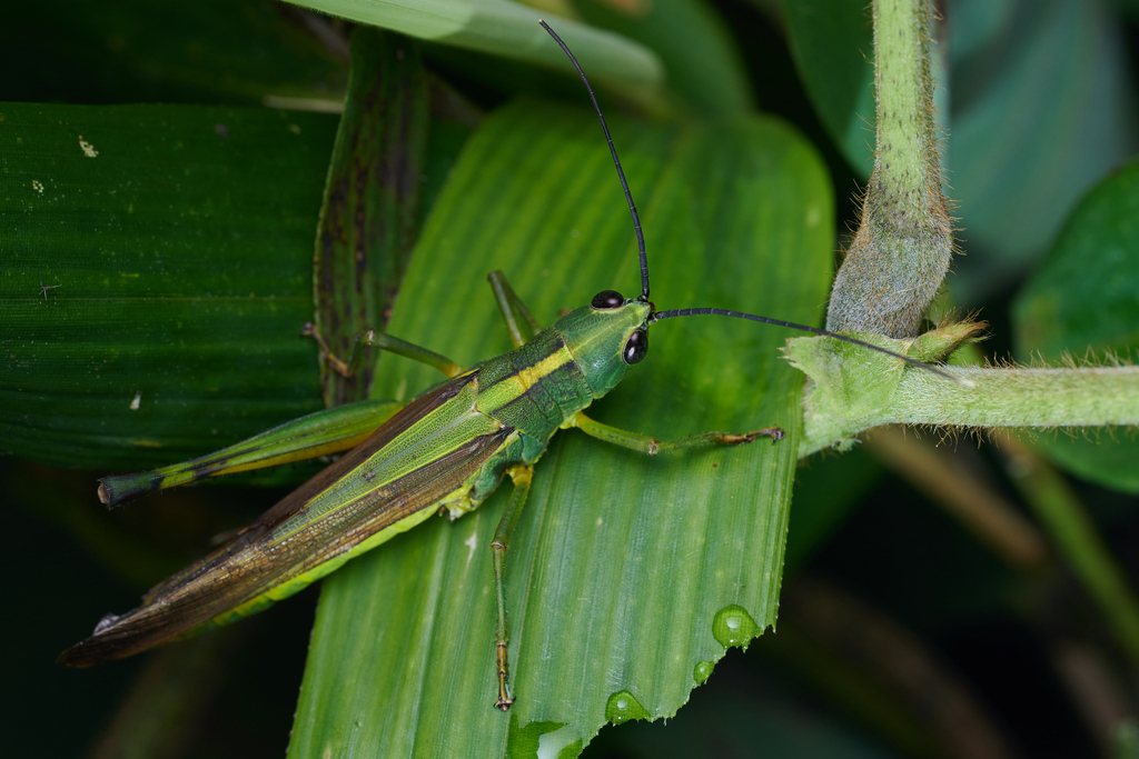 Yellow-spined Bamboo Locust from 浙江省杭州市 on September 2, 2023 at 07:49 ...