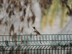 Passer domesticus