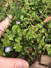 Veronica persica