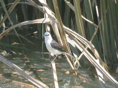 Fluvicola albiventer