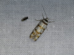 Philobota impletella