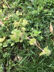 Lamium amplexicaule